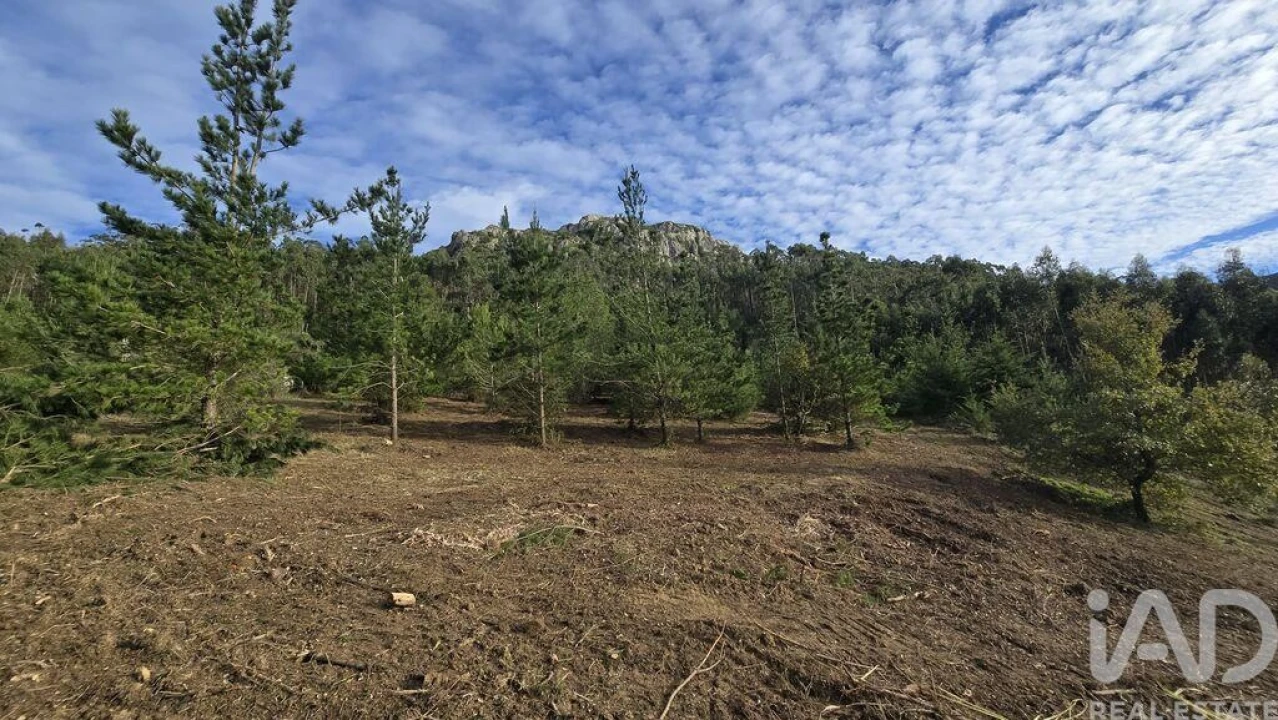 Terreno para Venda em Lamas e Cercal Foto 3