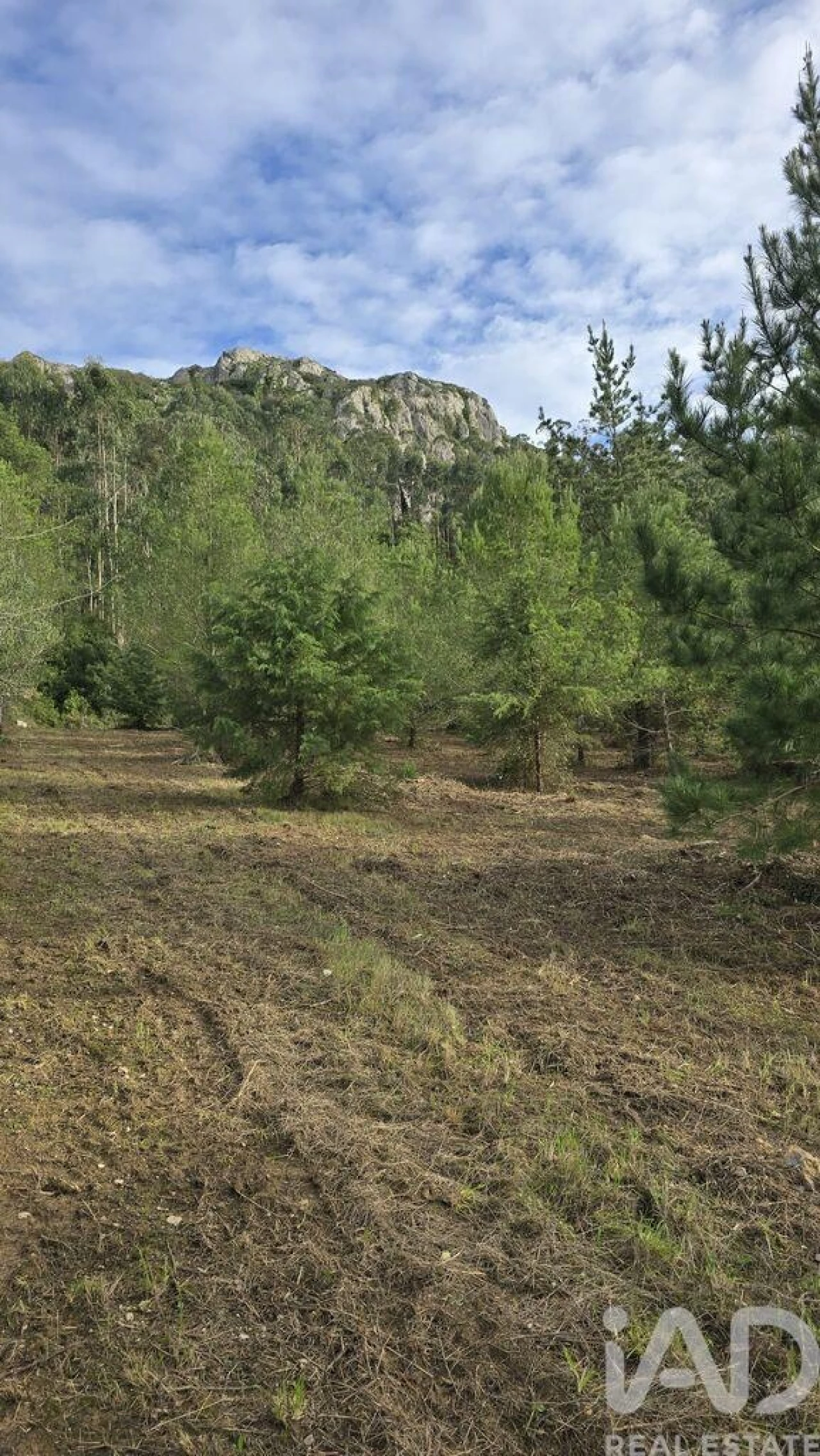 Terreno para Venda em Lamas e Cercal Foto 16