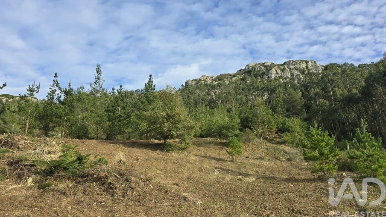 Terreno para Venda em Lamas e Cercal Foto 6