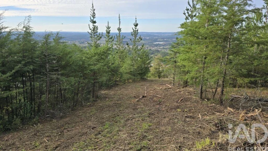 Terreno para Venda em Lamas e Cercal Foto 11
