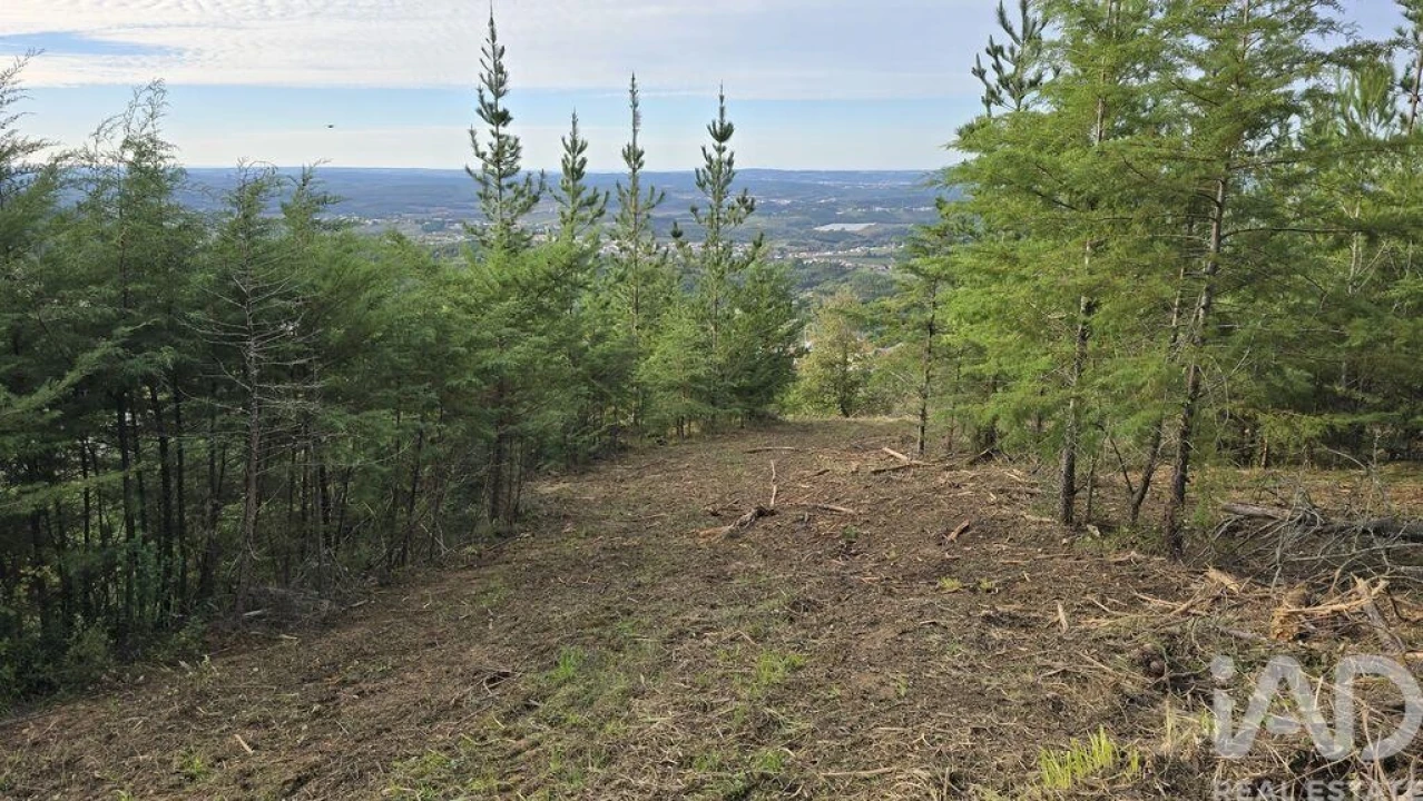 Terreno para Venda em Lamas e Cercal Foto 11