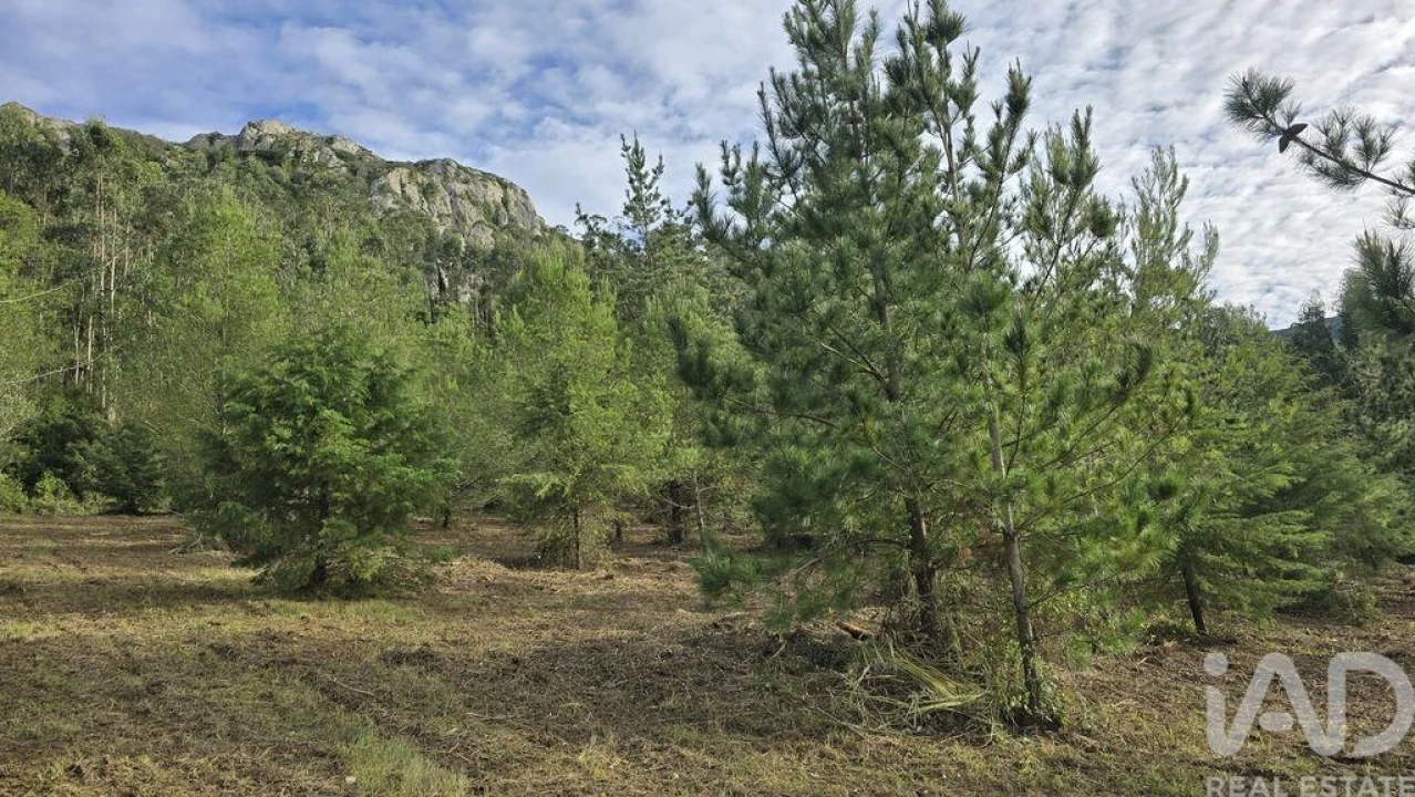 Terreno para Venda em Lamas e Cercal Foto 9