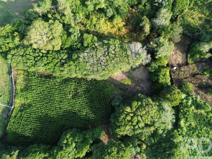 Terreno para Venda em Ribeiras Foto 2