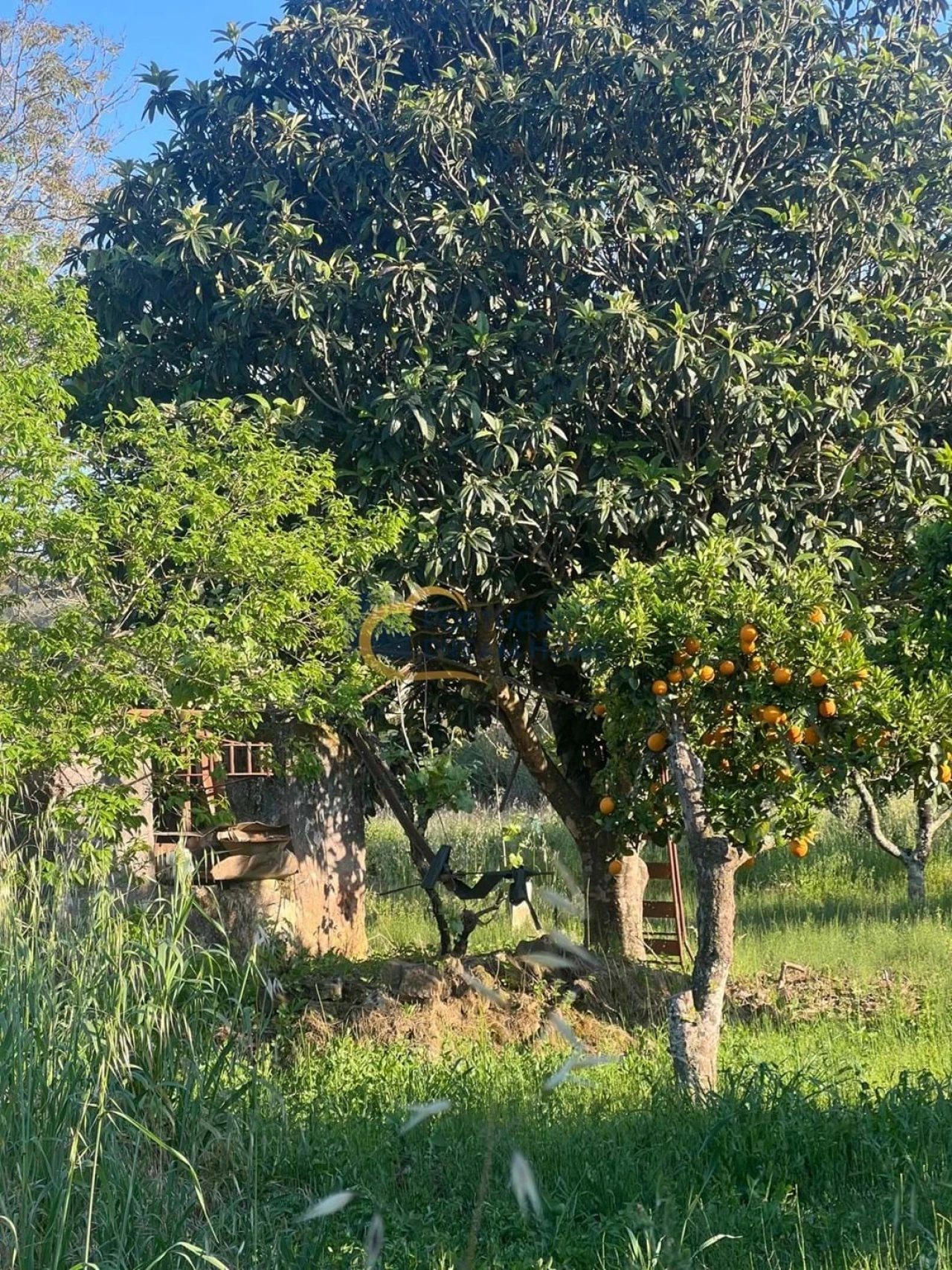 Terreno para Venda em Alte Foto 27