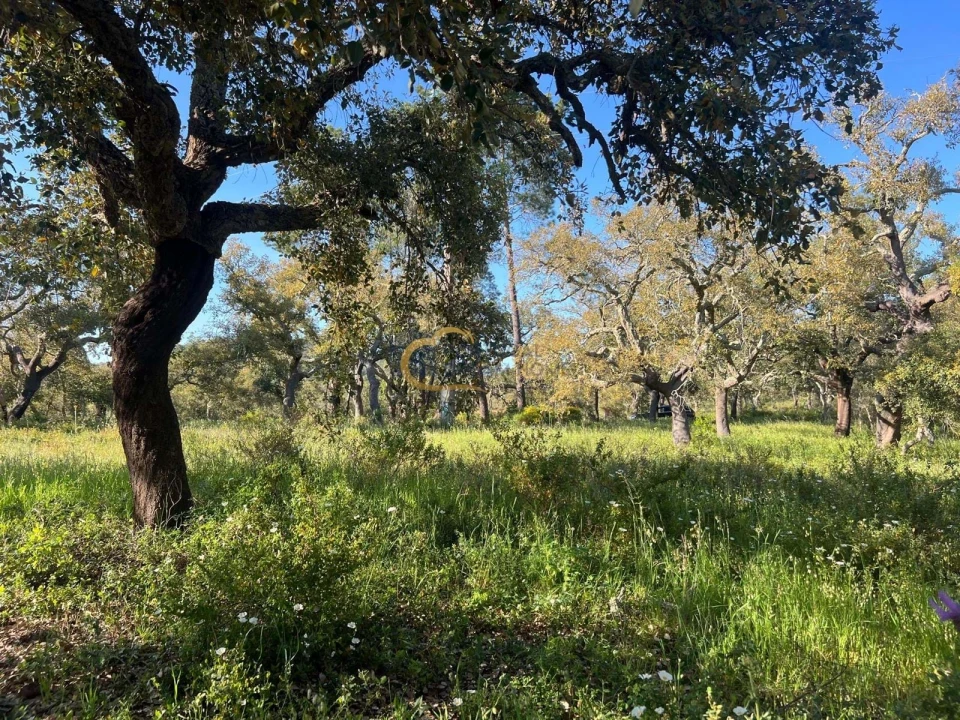 Terreno para Venda em Alte Foto 9
