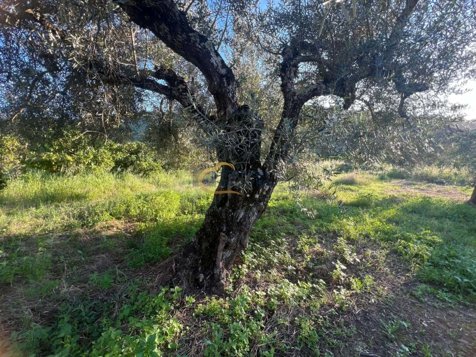 Terreno para Venda em Alte Foto 19