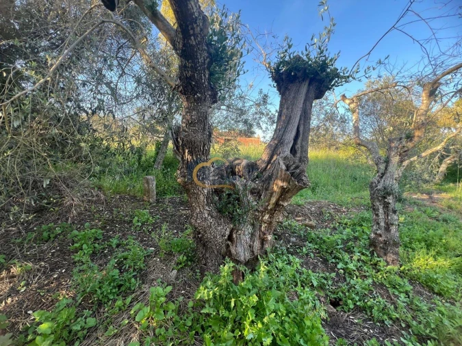 Terreno para Venda em Alte Foto 29