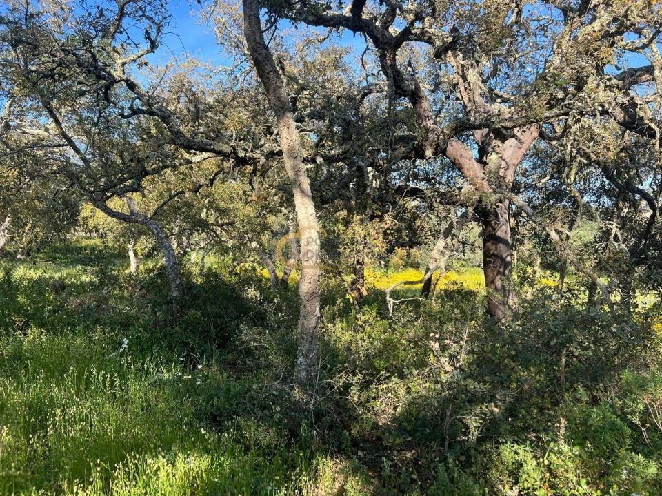 Terreno para Venda em Alte Foto 10