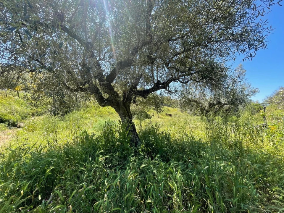Moradia T3 para Venda em Vila Velha de Rodão Foto 122