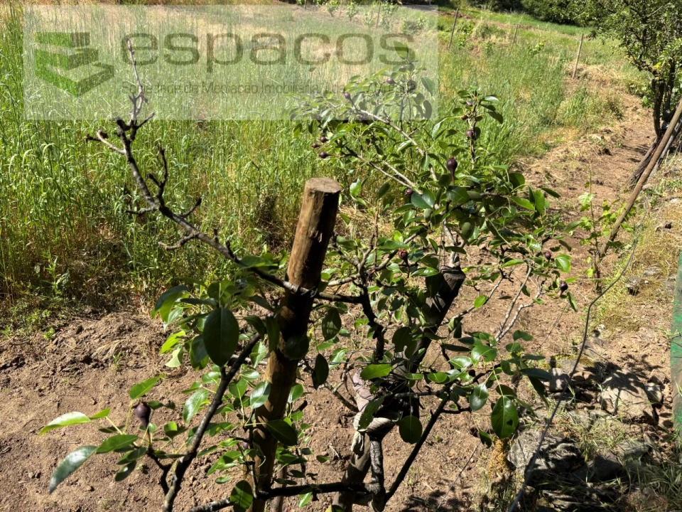 Quinta para Venda em Silvares Foto 25