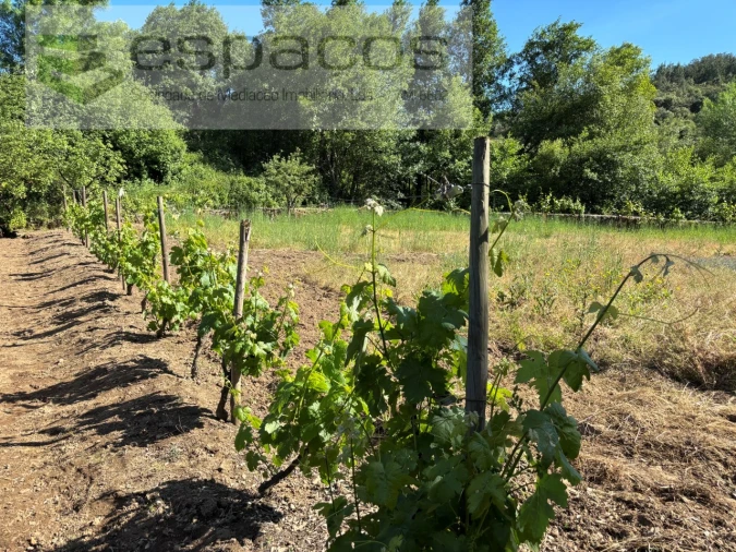 Quinta para Venda em Silvares Foto 29