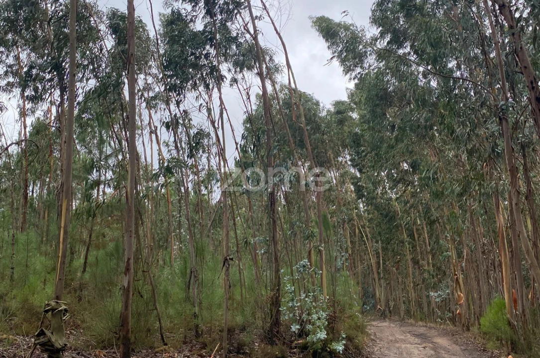 Terreno para Venda em Dois Portos e Runa Foto 4