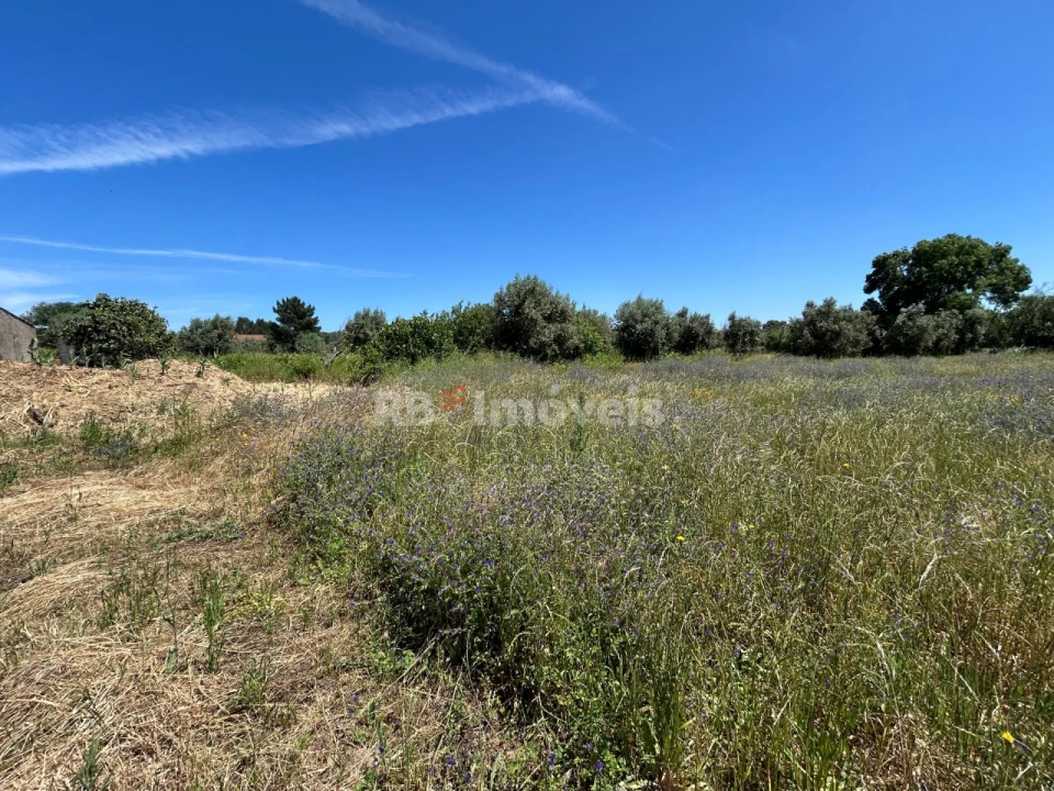 Terreno para Venda em São Pedro de Tomar Foto 7