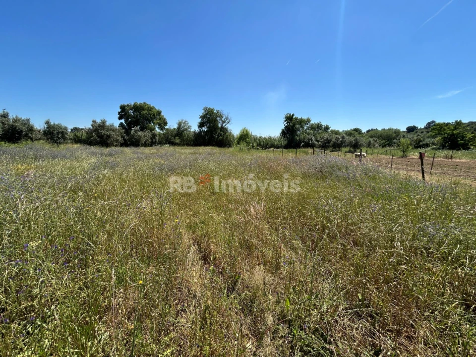 Terreno para Venda em São Pedro de Tomar Foto 2