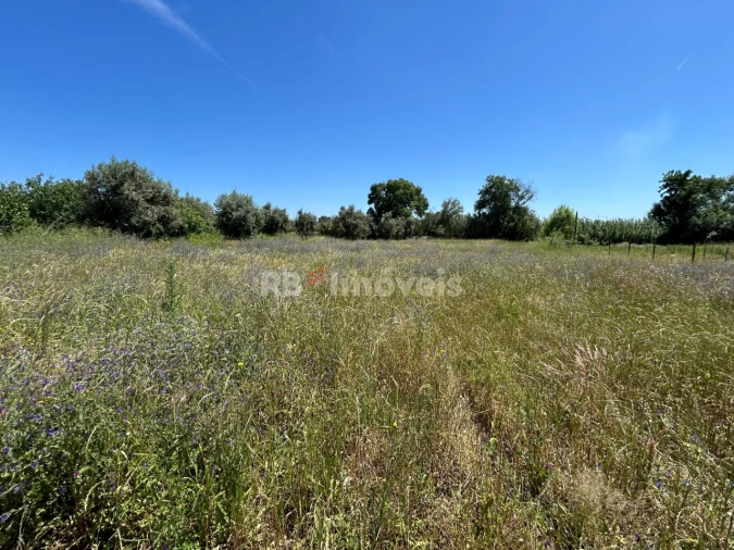 Terreno para Venda em São Pedro de Tomar