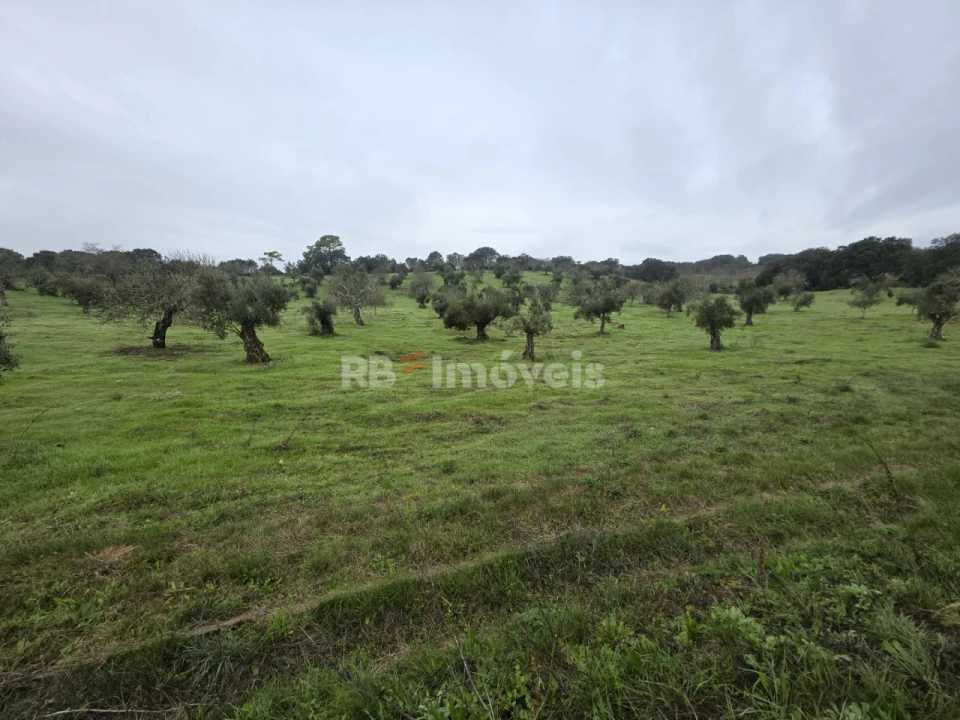 Terreno para Venda em Olaia e Paço Foto 3