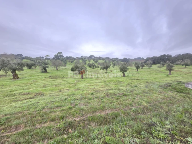 Terreno para Venda em Olaia e Paço Foto 8
