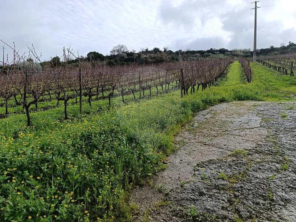 Terreno para Venda em Castanheira do Ribatejo e Cachoeiras Foto 4