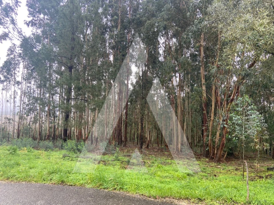 Terreno para Venda em Sangalhos Foto 7