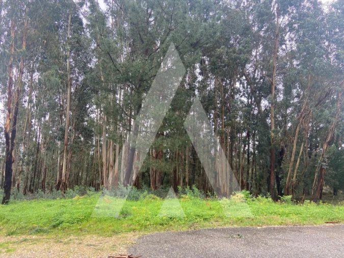 Terreno para Venda em Sangalhos Foto 6