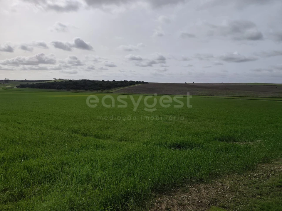 Terreno Agricola ou Rústico para Venda em Aljustrel e Rio de Moinhos Foto 7