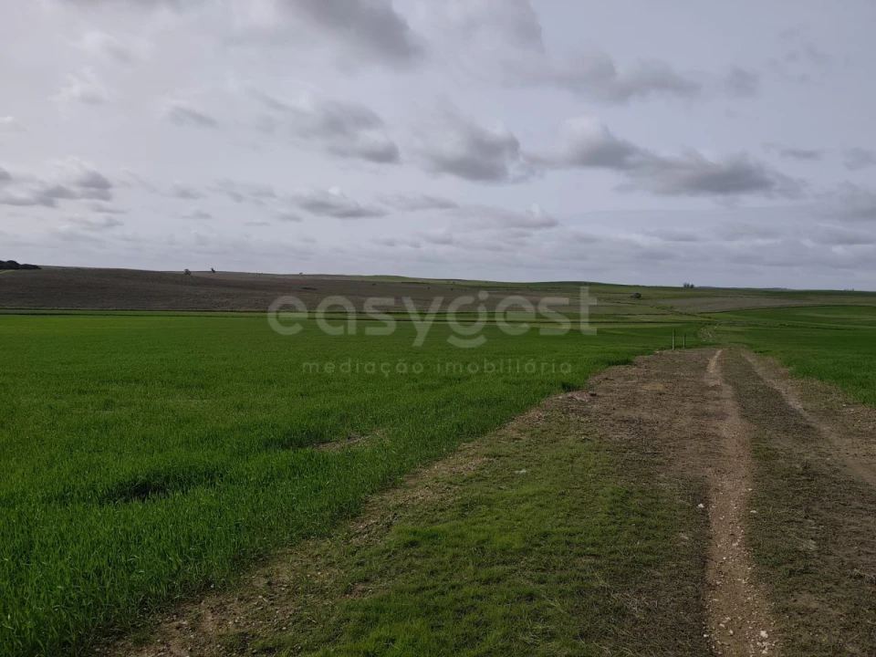 Terreno Agricola ou Rústico para Venda em Aljustrel e Rio de Moinhos Foto 12