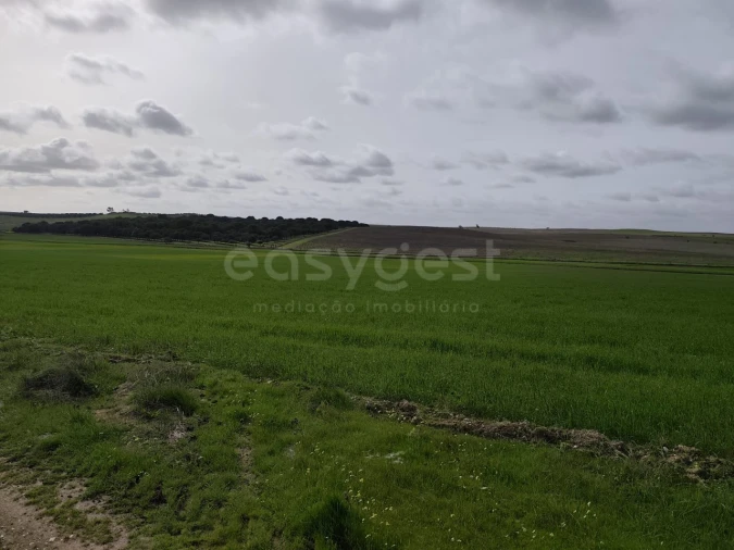 Terreno Agricola ou Rústico para Venda em Aljustrel e Rio de Moinhos Foto 3