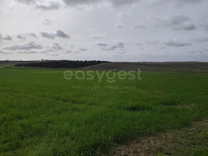 Terreno Agricola ou Rústico para Venda em Aljustrel e Rio de Moinhos Foto 6