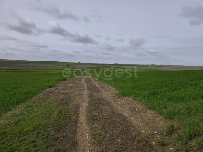 Terreno Agricola ou Rústico para Venda em Aljustrel e Rio de Moinhos Foto 9