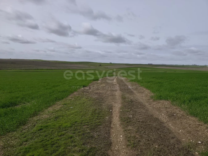 Terreno Agricola ou Rústico para Venda em Aljustrel e Rio de Moinhos Foto 10