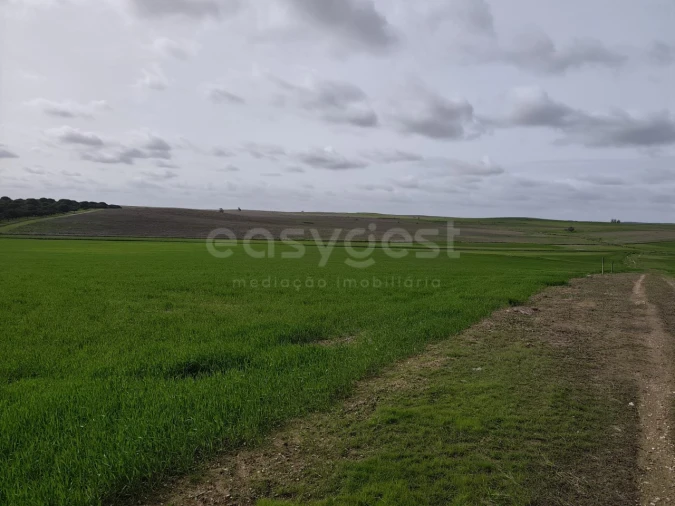 Terreno Agricola ou Rústico para Venda em Aljustrel e Rio de Moinhos Foto 13