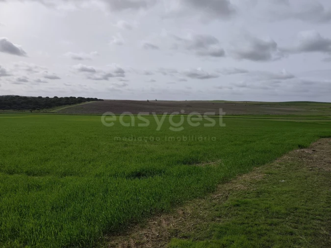 Terreno Agricola ou Rústico para Venda em Aljustrel e Rio de Moinhos Foto 14