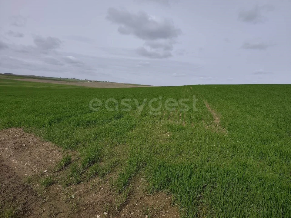 Terreno Agricola ou Rústico para Venda em Aljustrel e Rio de Moinhos Foto 10