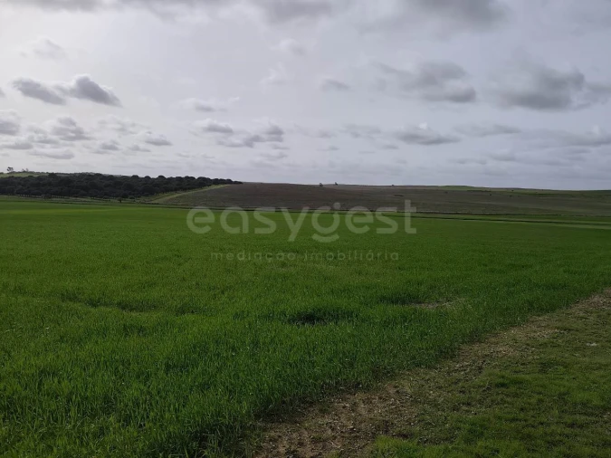 Terreno Agricola ou Rústico para Venda em Aljustrel e Rio de Moinhos Foto 9