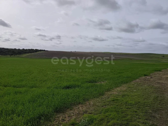 Terreno Agricola ou Rústico para Venda em Aljustrel e Rio de Moinhos Foto 11