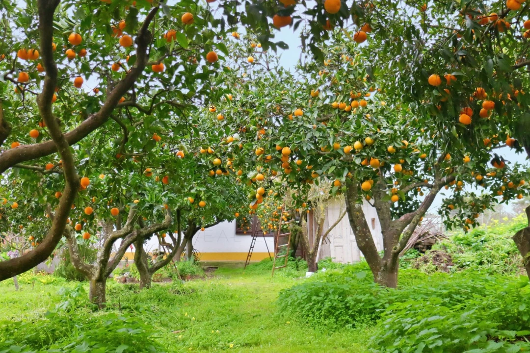 Moradia para Venda em Gambia-Pontes-Alto da Guerra Foto 5