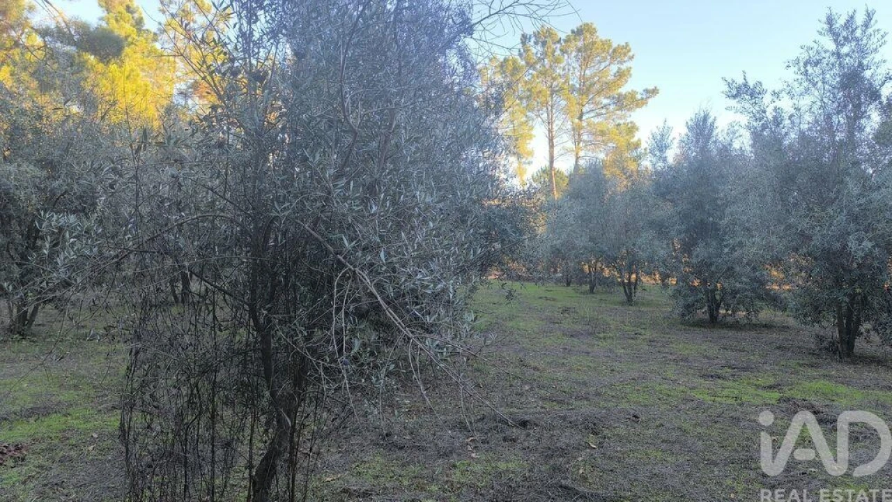 Terreno para Venda em São Cipriano e Vil de Souto Foto 11