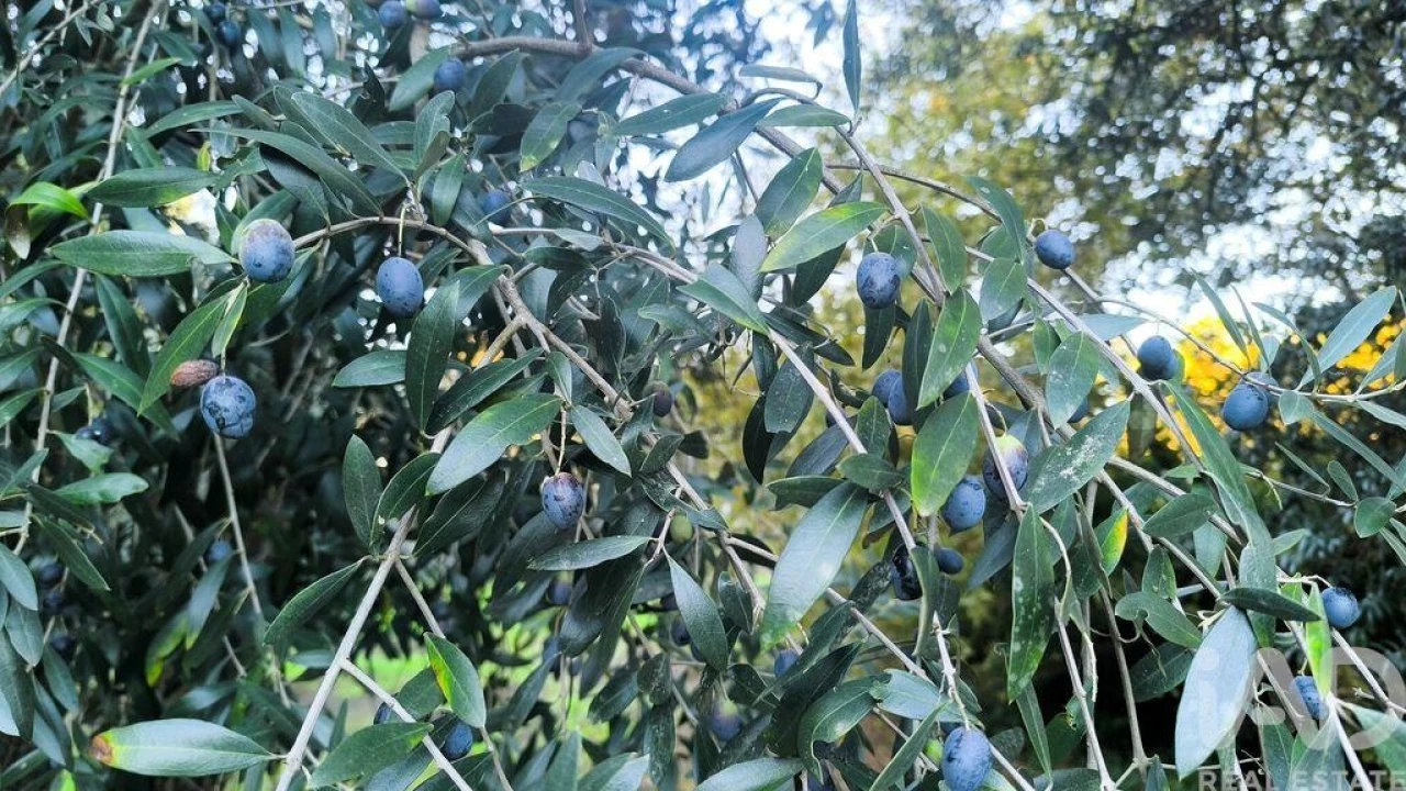 Terreno para Venda em São Cipriano e Vil de Souto Foto 14