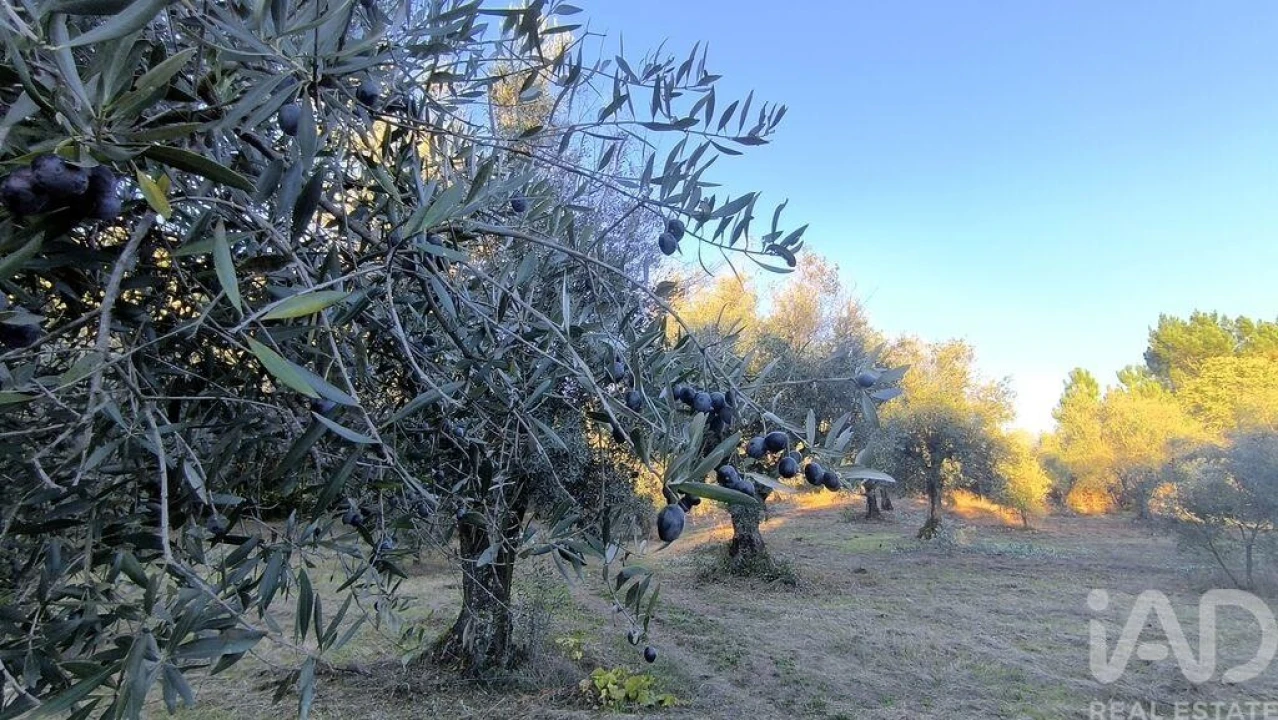 Terreno para Venda em São Cipriano e Vil de Souto Foto 36