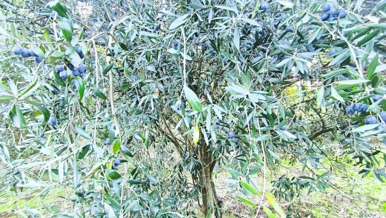 Terreno para Venda em São Cipriano e Vil de Souto Foto 29