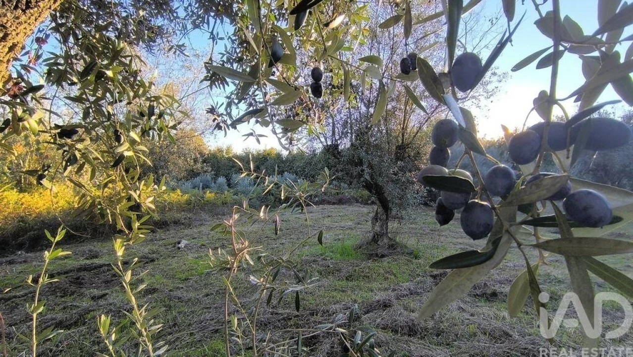 Terreno para Venda em São Cipriano e Vil de Souto Foto 35