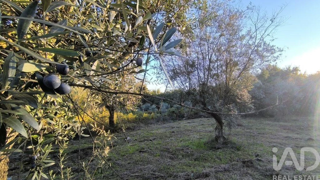 Terreno para Venda em São Cipriano e Vil de Souto Foto 34