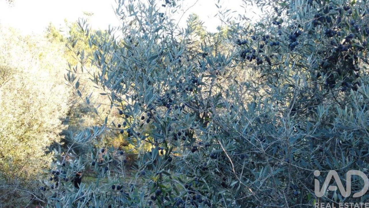 Terreno para Venda em São Cipriano e Vil de Souto Foto 2