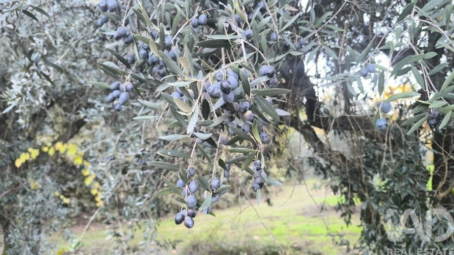 Terreno para Venda em São Cipriano e Vil de Souto Foto 15