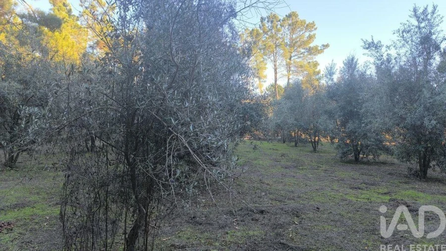 Terreno para Venda em São Cipriano e Vil de Souto Foto 11