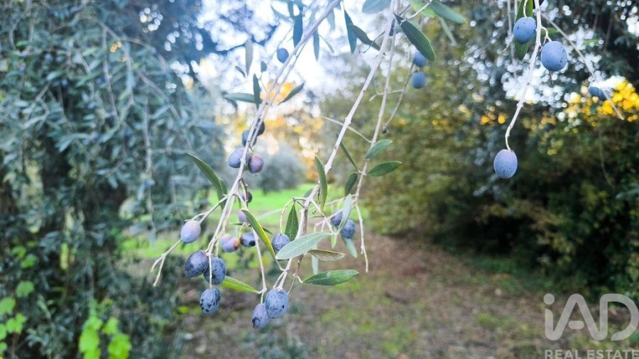 Terreno para Venda em São Cipriano e Vil de Souto Foto 12