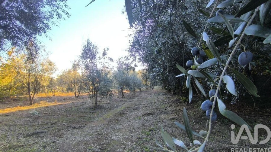 Terreno para Venda em São Cipriano e Vil de Souto Foto 31