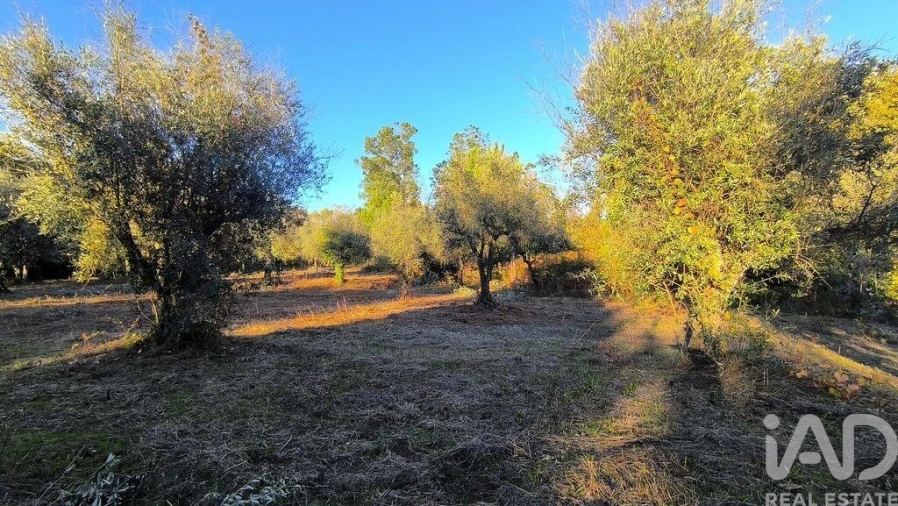 Terreno para Venda em São Cipriano e Vil de Souto Foto 32