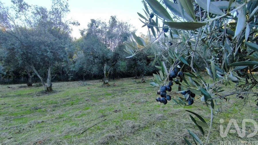 Terreno para Venda em São Cipriano e Vil de Souto Foto 38