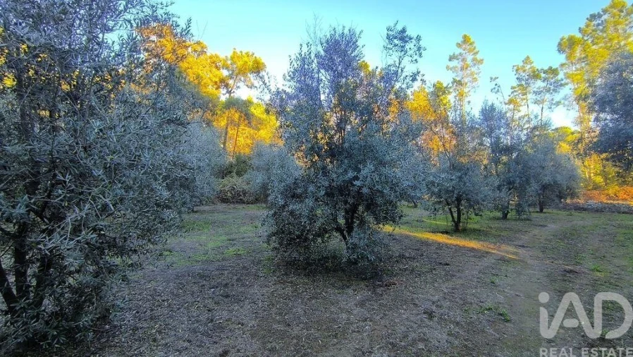 Terreno para Venda em São Cipriano e Vil de Souto Foto 27